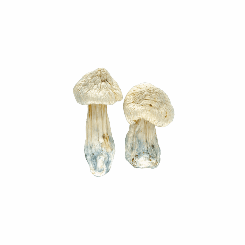 Magic Mushrooms - "Albino Penis Envy"