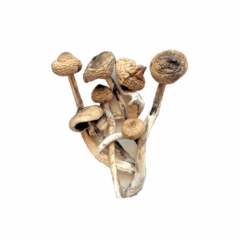 Magic Mushrooms - "Golden Teacher"