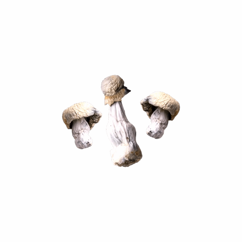 Magic Mushrooms - "Jack Frost"