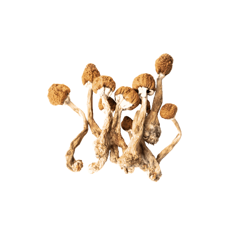 Magic Mushrooms - "Mexican"