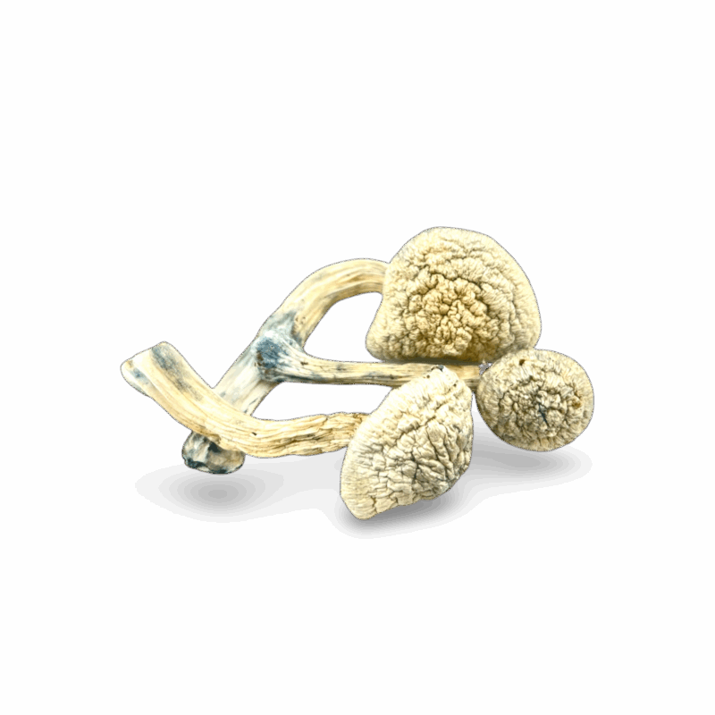 Magic Mushrooms - "True Albino Teacher"